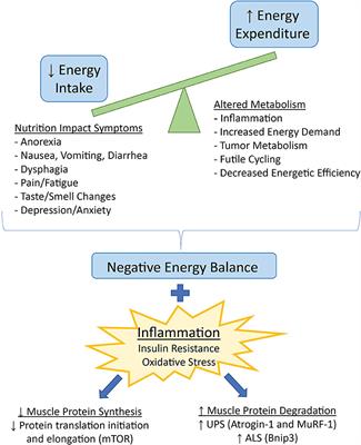 Cancer cachexia: Pathophysiology and association with cancer-related pain